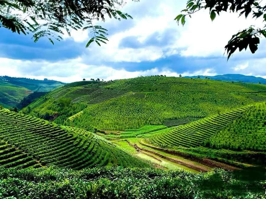 Puer Tea Picking and Tasting | 6 Hour Morning Trip - The Ride From Jinghong or Pu’er