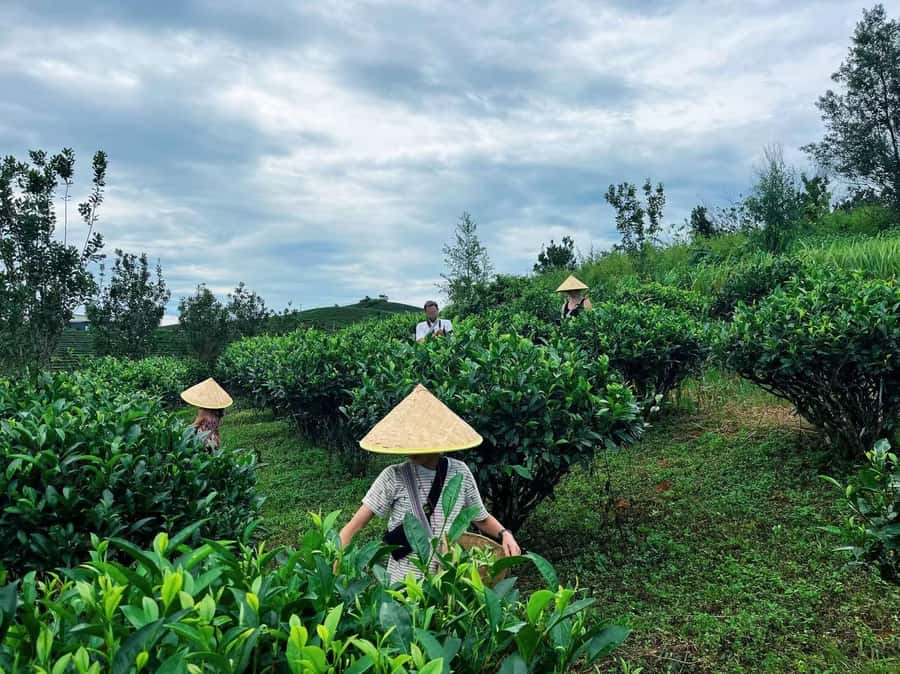 Puer Tea Picking and Tasting | 6 Hour Morning Trip - Picking Your Own Tea Leaves