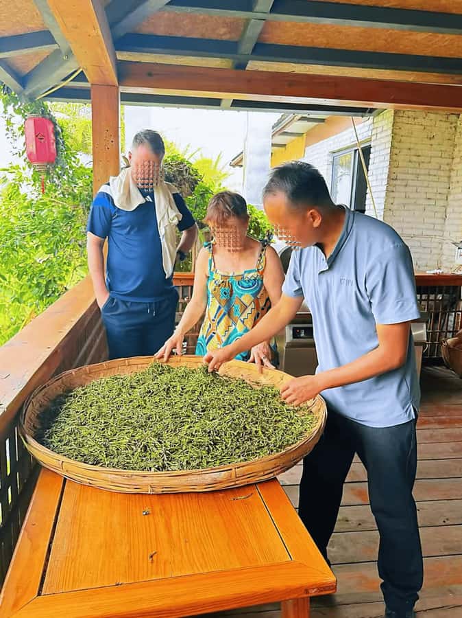 Puer Tea Picking and Tasting | 6 Hour Morning Trip - How Much Value Do You Get for $82?