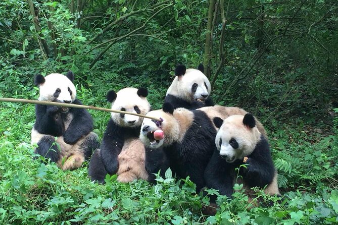 Sanxingdui Museum+Chengdu Panda Base or Jinsha Site Tour - Timing, transport, and the shape of the day