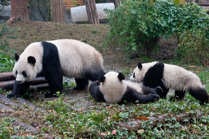Sanxingdui Ruins and Giant Pandas Private Day Tour from Chengdu - Useful details before you book