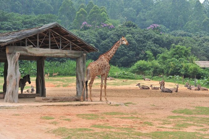 See Panda Guangzhou Chimelong Safari Park and Circus Private Tour - Why this private Guangzhou day trip works