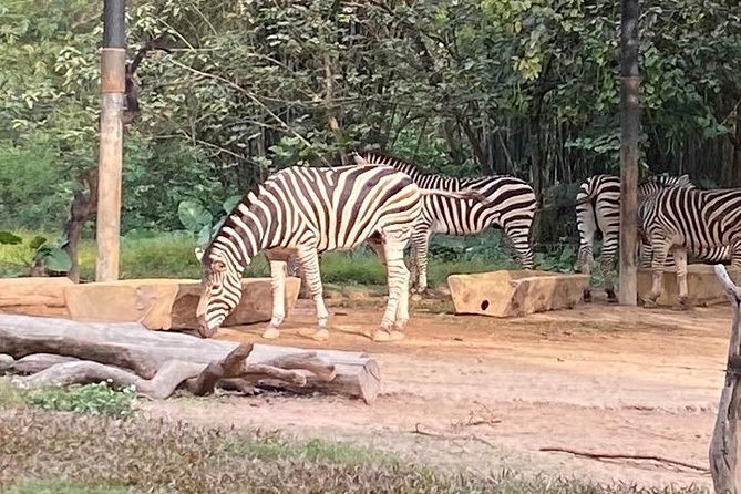 See Panda Guangzhou Chimelong Safari Park and Circus Private Tour - Who should book this experience