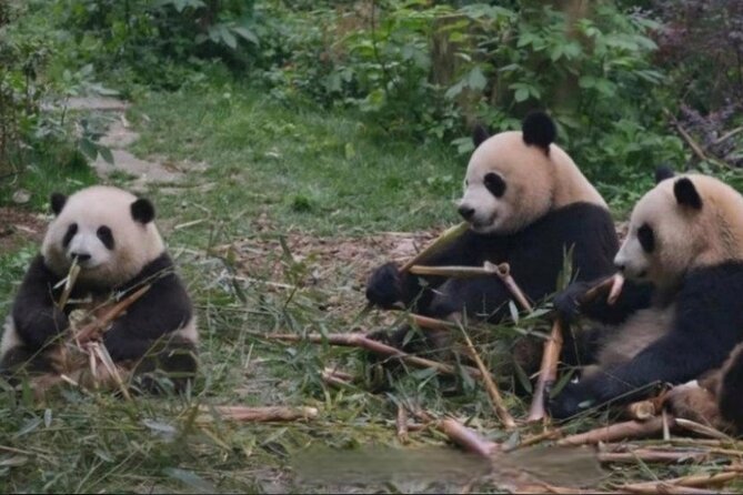 See Panda Guangzhou Chimelong Safari Park and Circus Private Tour - Entering Chimelong Safari Park for the pandas