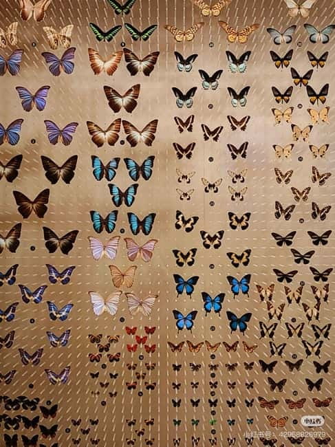 Shanghai: Natural Museum tickets with guide(optional) - A major museum in the middle of Shanghai