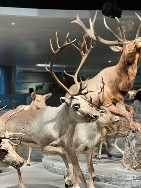 Shanghai: Natural Museum tickets with guide(optional) - Follow the long river of life
