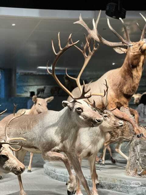 Shanghai: Natural Museum tickets with guide(optional) - See Earth’s treasures and diverse life