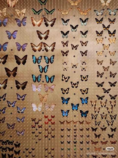 Shanghai: Natural Museum tickets with guide(optional) - Consider the human connection