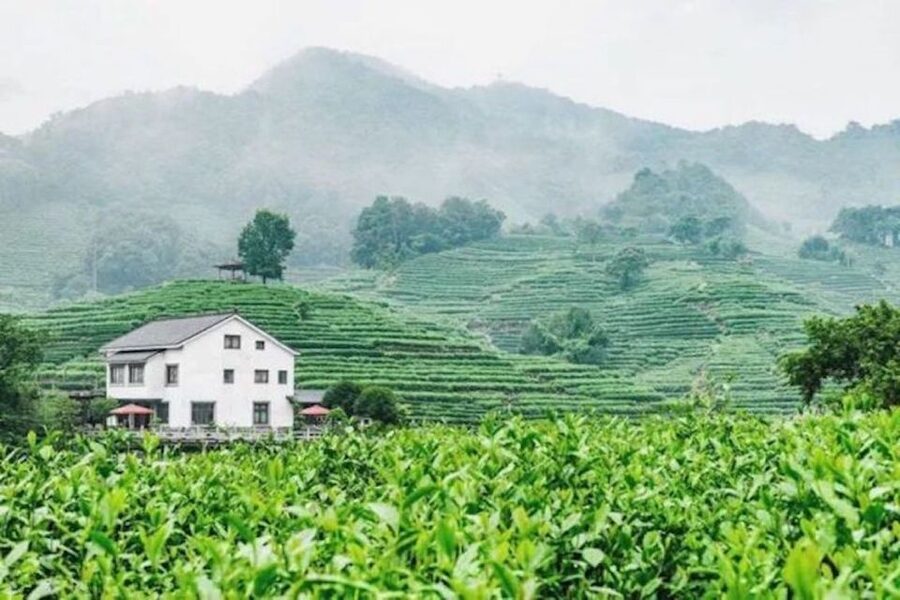 Shanghai: Private Guided Tour to Hangzhou by Bullet Train - Longjing tea country: the most distinctive stop