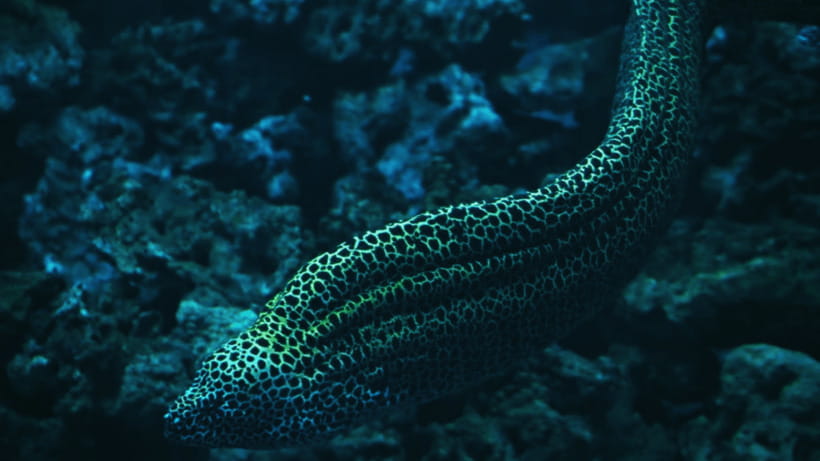 Shanghai: The Marine Wonders at Shanghai Ocean Aquarium - Key Points Before You Go