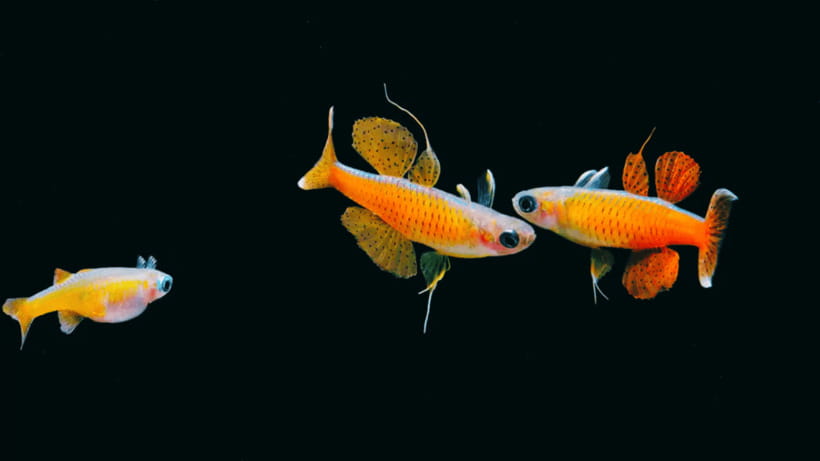 Shanghai: The Marine Wonders at Shanghai Ocean Aquarium - Who Will Get the Most From This Aquarium?