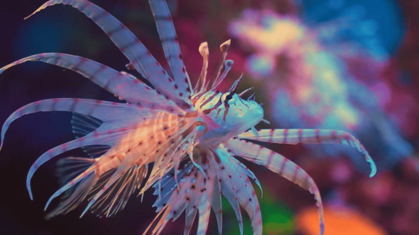 Shanghai: The Marine Wonders at Shanghai Ocean Aquarium - Jellyfish, Coral, and the Deep Sea Offer Slower Moments