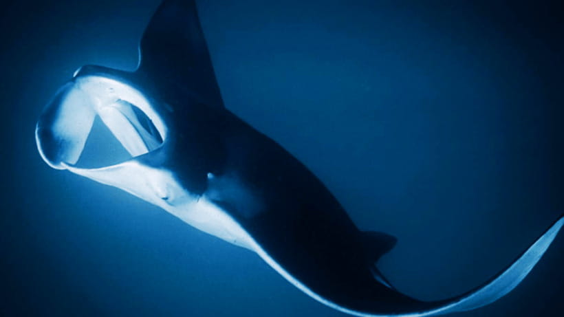Shanghai: The Marine Wonders at Shanghai Ocean Aquarium - Live Shows and Interactive Areas Keep the Day Moving