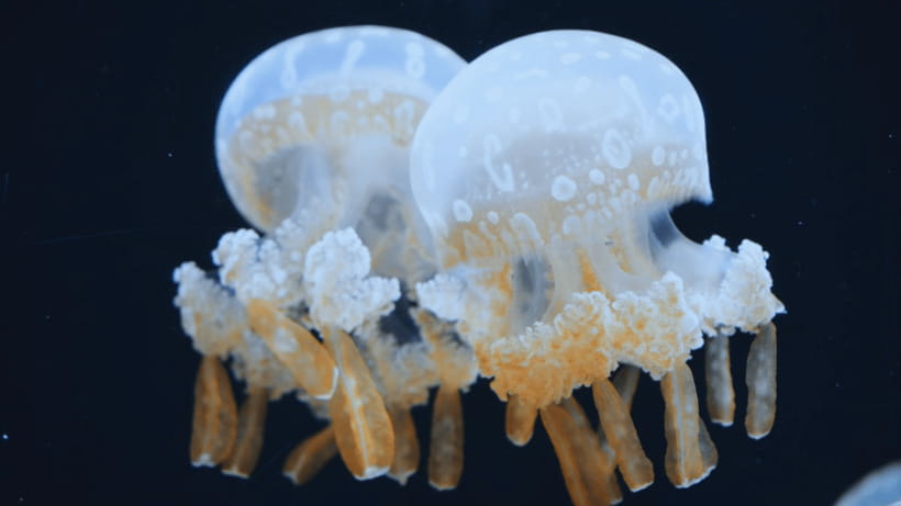 Shanghai: The Marine Wonders at Shanghai Ocean Aquarium - Morning and Afternoon Entry Rules Matter