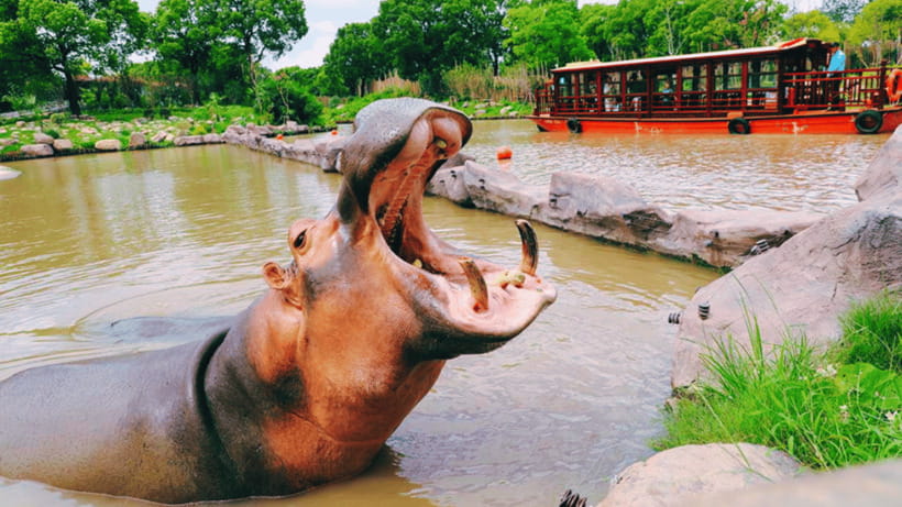 Shanghai: Wild Animal Park Ticket - Key points at a glance