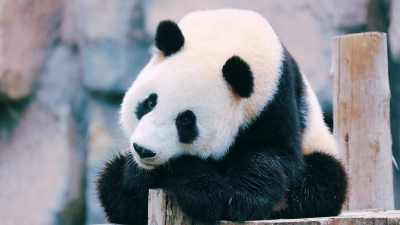 Shanghai: Wild Animal Park Ticket - Why this park makes sense in a Shanghai itinerary