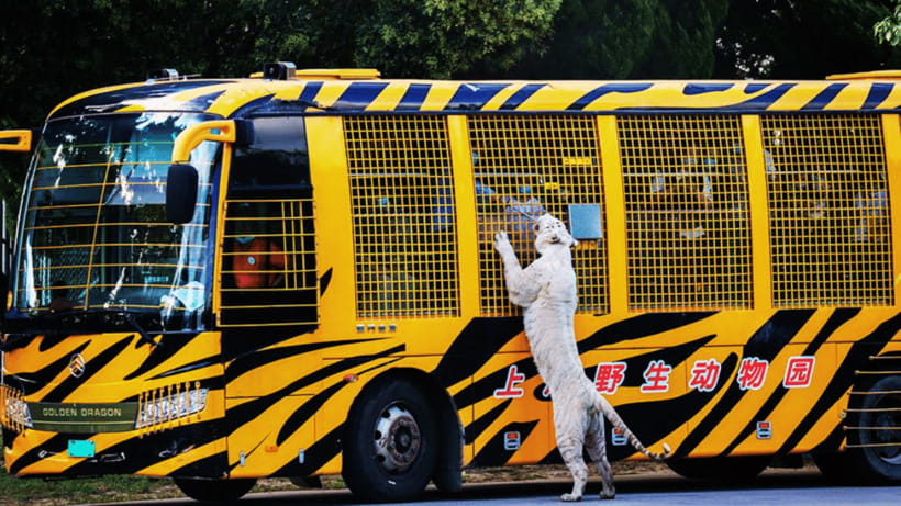 Shanghai: Wild Animal Park Ticket - The safari area by bus