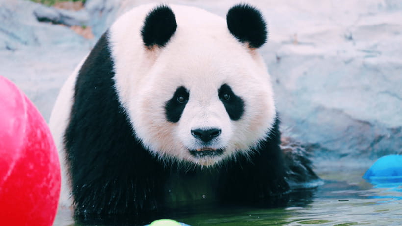 Shanghai: Wild Animal Park Ticket - Shows and conservation displays