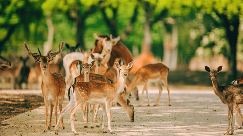 Shanghai: Wild Animal Park Ticket - Feeding, camel rides, and paid extras