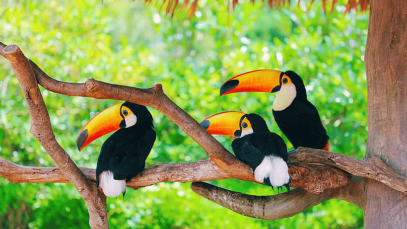 Shanghai: Wild Animal Park Ticket - How long you should allow