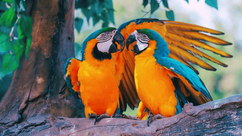 Shanghai: Wild Animal Park Ticket - What to bring and what to avoid