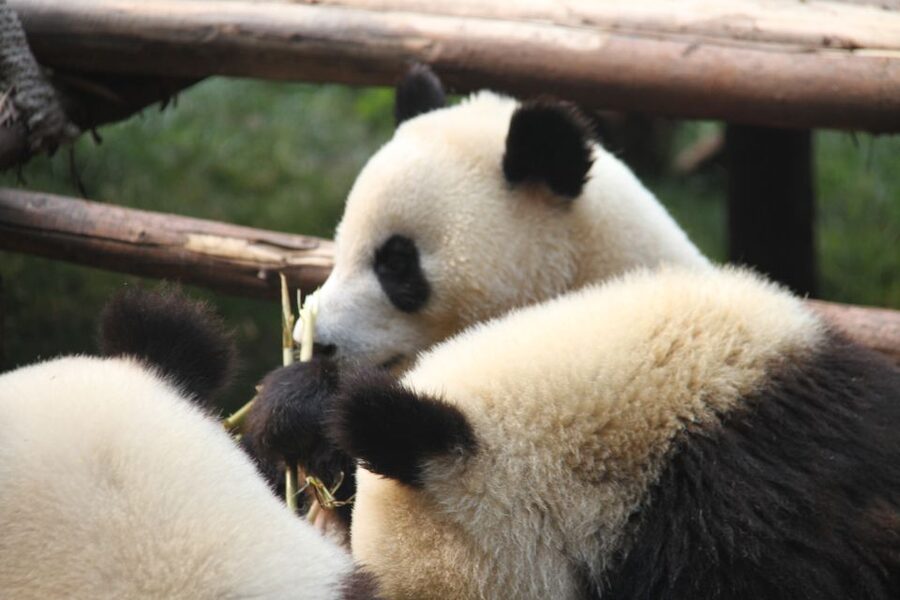 Sichuan: Big Panda Volunteer Day tour - Is $347 a fair price?