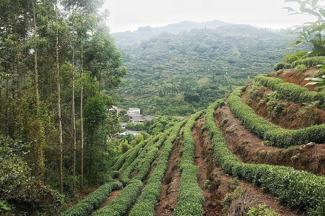 Tea Village in lost Town and Buddha 1 day tour - Why this Chengdu day trip works