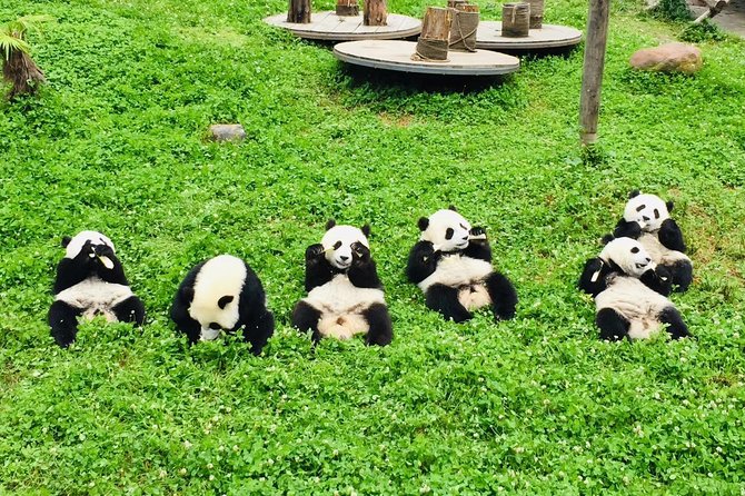 Ticket reservation for Chengdu Giant Panda Breeding Base - What the $15 reservation actually provides
