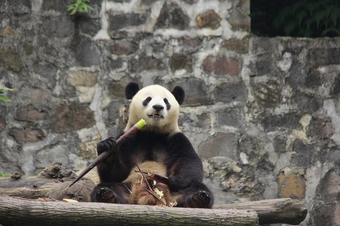 Ticket reservation for Chengdu Giant Panda Breeding Base - Walking the panda base, from enclosures to rest stops