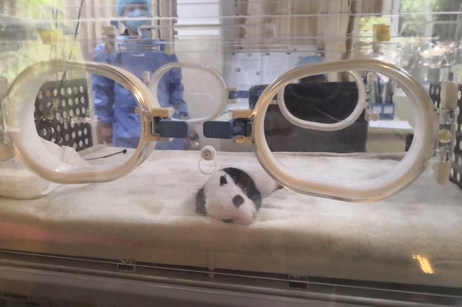 Ticket reservation for Chengdu Giant Panda Breeding Base - Panda viewing is rewarding, but never guaranteed on demand