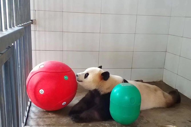 Ticket reservation for Chengdu Giant Panda Breeding Base - Arriving at 8:00 a.m. with your passport