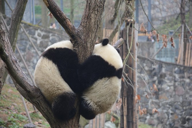 Visiting Dujiangyan Yaan Wolong Panda Base Optional Volunteering - Why this panda day feels different from a regular visit