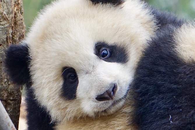 Visiting Dujiangyan Yaan Wolong Panda Base Optional Volunteering - Orientation, uniform, and the first look inside