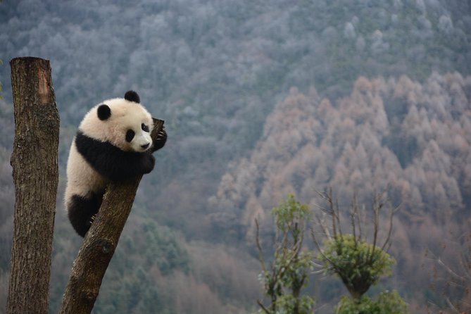 Wolong Panda Base Private Day Tour Optional Volunteering - Why Wolong makes a better panda day trip
