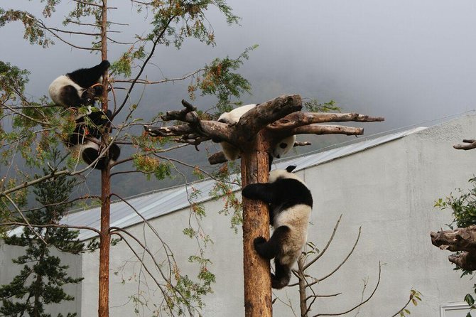 Wolong Panda Base Volunteering Program from Chengdu - Why Wolong feels different from a regular panda visit