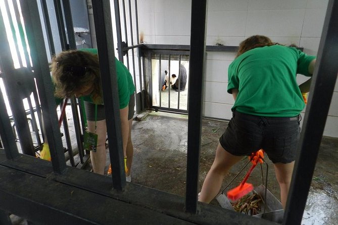 Wolong Panda Base Volunteering Program from Chengdu - 8:30 a.m. panda care begins with bamboo